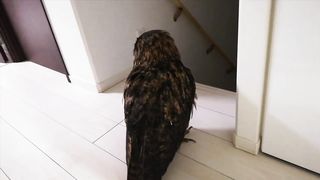 フクロウのジュニちゃん????走る歩