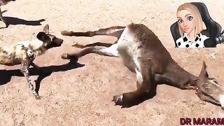 Dogs attack
