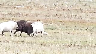 Wolf Attack