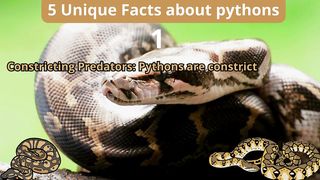 5 Unique Facts about pythons