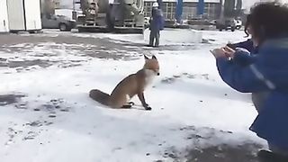 Сила котлеты.
