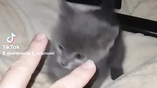 НАШЁЛ КОТЁНКА на УЛИЦЕ ???? ТЕПЕРЬ ОНА ОХОТИТСЯ на МЕНЯ