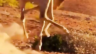 lions attacks fail