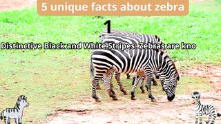 5 Unique Facts about zebra