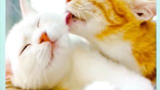 Cat ???? loving time