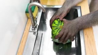 Monkey Baby Bon Bon Bathing in the Pool And Eat Square Watermelon With Ducklings In The Dining Room