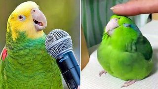 Smart And Funny Parrots Parrot Talking Videos Compilation (2024) - Cute Birds #1