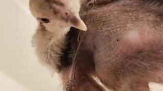 Fighter aseel chicks