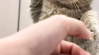 funny cats completion