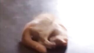 The cat had a showdown with his own paw