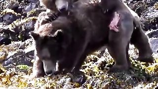 смертельная схватка медведей.