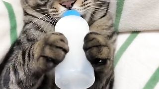 Cute cate