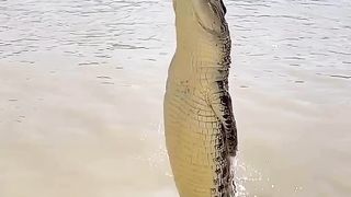 Crocodile...
