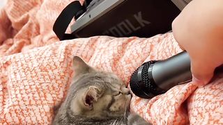 Cat sound