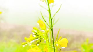 Peaceful Environment of Village Nature | Trending Video | Febspot