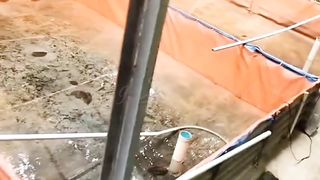 5 faktor penunjang untuk mencapai FCR rendah di segmen pembesaran ikan lele