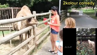 Human and funny animals displays