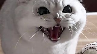 cute cat