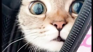 cute cat moment