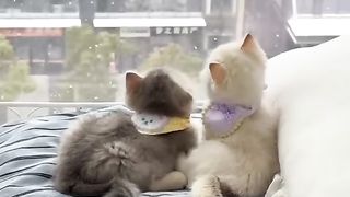 Каты