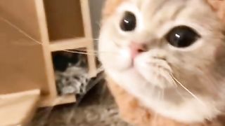 aarghhh cute cats moment