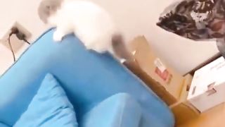 moment funny cute cats