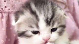 orange cat so cutee