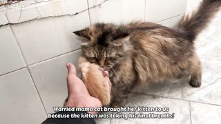 A crying mother cat brough her dying kitten to a man. Just unbelievable!