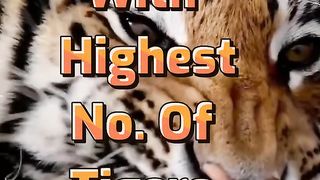 Top 10 Country With Highest No. Of Tigers????????????
