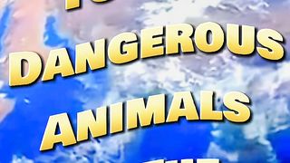 Top 10 Dangerous Animals In The World ????