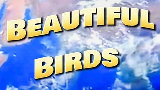 Top 10 Beautiful Birds In The World ????