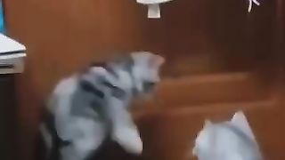 That is some animal domestic violence shiiii...