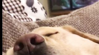 Funny Dogs! Lol..#funnydogs #cat #doglover #catlover #reaction #respectshorts #amazimgvideo #funny