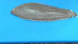 Masakan Ikan Paling Bersih