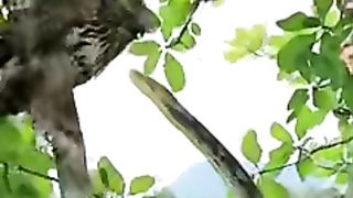 Baby bird attacked by a smake