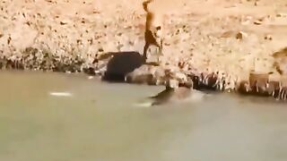 Cão vs Jacaré