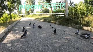 Beautiful peagion sound