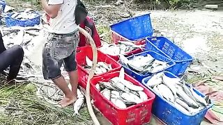 Fish harvest in the pond
