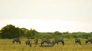 Experience the wild African Oryx in stunning 4K Ultra HD