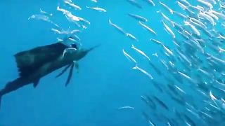 Best Scenes of Sea Life