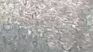 Kualitas bibit lele itu lebih kuat mana, hasil pemijahan ALAMI atau pemijahan striping❓