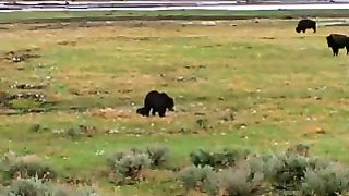 Grizzly wild