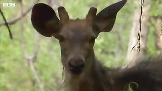 Deer escapes tiger attack