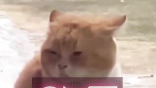 cute cat funny - part 5