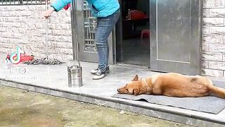 Smart dog