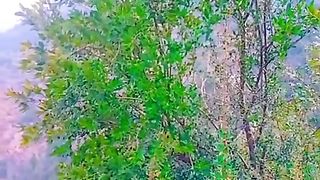 Plz like video