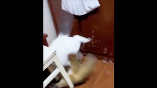 Funny cats fighting