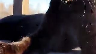 Catch the paw