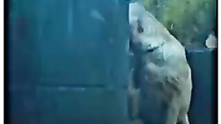 boy_save_dog_????___cute_girl_smile_????_status_#shorts_