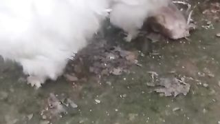 The silky white ll white silky